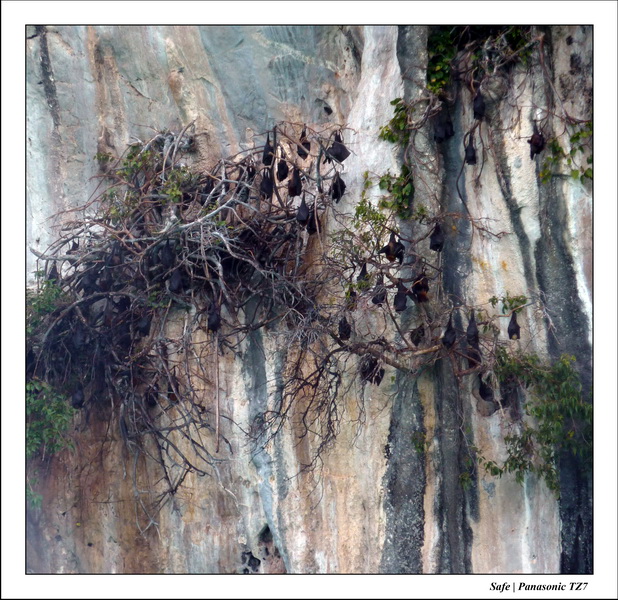 2011 - 03 - Koh Ngai 115